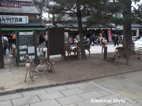 Nara　Deer